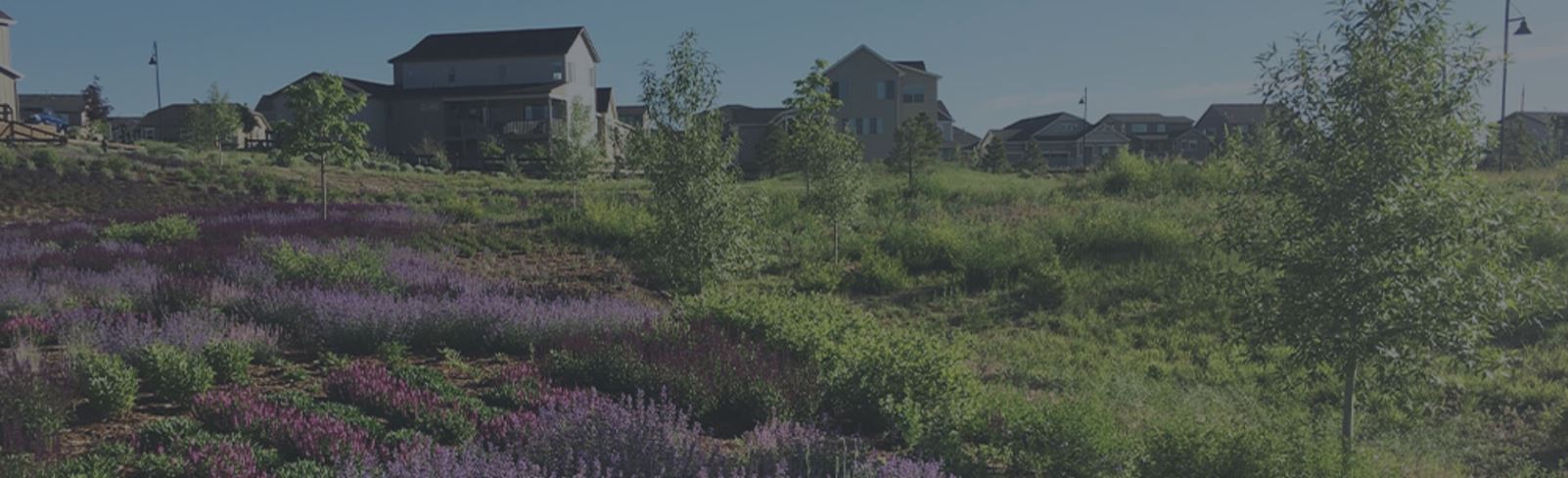 Barefoot Lakes community landscape in Firestone Colorado