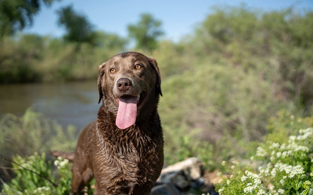 Dog At Peninsula Park Barefoot Community Firestone Co